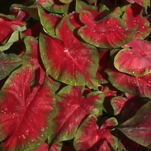 CAROLYN WHORTON CALADIUM