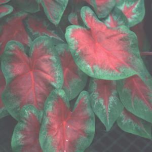 FREIDA HEMPLE CALADIUM