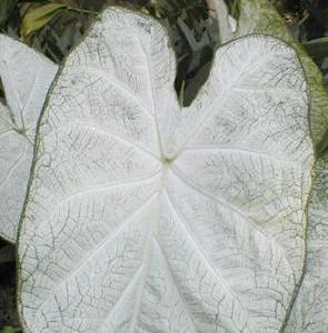 JUNE BRIDE CALADIUM