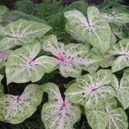 MISS MUFFET CALADIUM