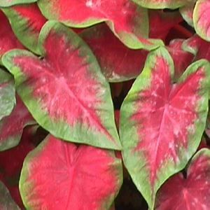 POSTMAN JOYNER CALADIUM