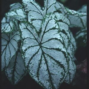 WHITE CHRISTMAS CALADIUM