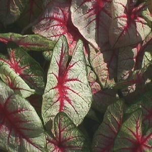 WHITE QUEEN CALADIUM