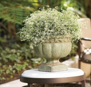 DIAMOND FROST EUPHORBIA