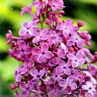 LILAC SUNDAY LILAC