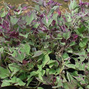 VARIEGATED SWEET POTATO VINE