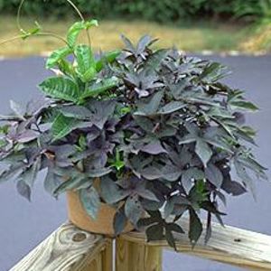 BLACKIE SWEET POTATO VINE
