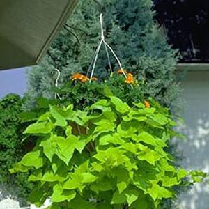 MARGUARITE SWEET POTATO VINE