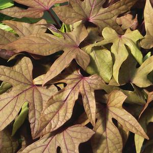 SWEET CAROLINE BRONZE SWEET POTATO VINE