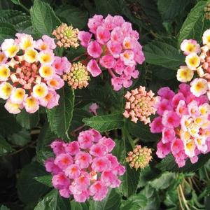 BANDANA® PINK LANTANA
