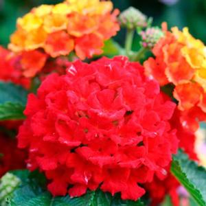 BANDANA® RED LANTANA