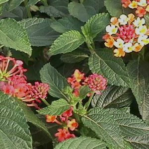 ATHENS ROSE LANTANA
