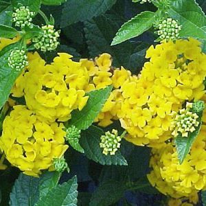 NEW GOLD LANTANA