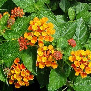 RADIATION LANTANA