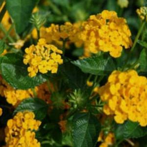 CHAPEL HILL GOLD LANTANA