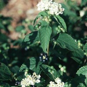 WHITE TRAILING LANTANA
