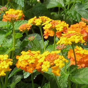 MISS HUFF'S HARDY LANTANA
