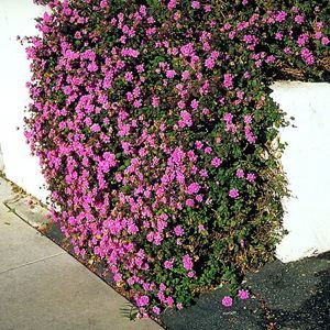PURPLE TRAILING LANTANA