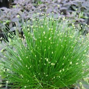 FIBER OPTIC GRASS