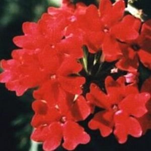 AZTEC RED VERBENA