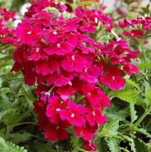 EMPRESS BURGUNDY VERBENA