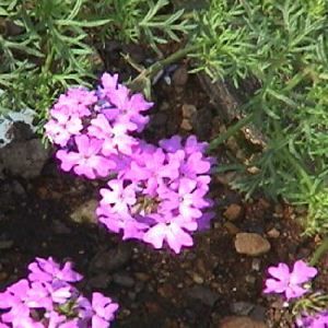 PURPLE VERBENA