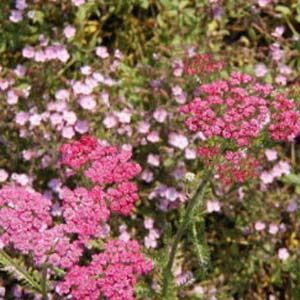 CERISE QUEEN YARROW