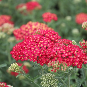 PAPRIKA YARROW