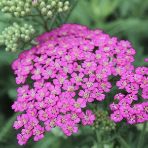 PRETTY BELINDA YARROW