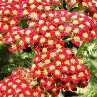 RED VELVET YARROW