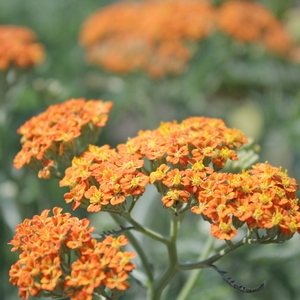 TERRA COTTA YARROW