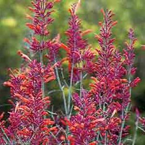 SUNSET HYSSOP
