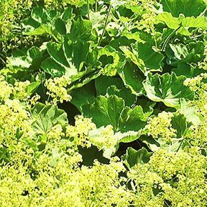 THRILLER LADY'S MANTLE