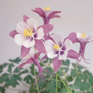 SWAN MIX COLUMBINE