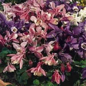 CAMEO MIX COLUMBINE