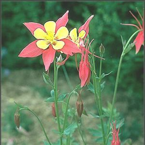 MCKANA HYBRID COLUMBINE