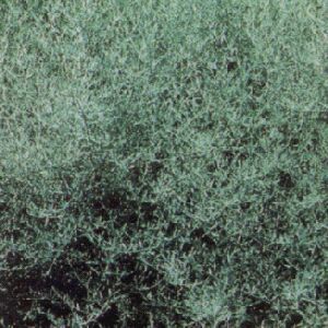 SILVER KING WORMWOOD