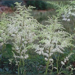 DEUTSCHLAND ASTILBE