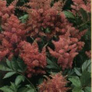 RHEINLAND ASTILBE