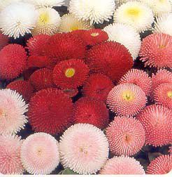 POMPONETTE ENGLISH DAISY MIX