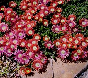 RED MOUNTAIN® ICE PLANT