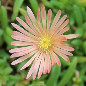 MESA VERDE® ICE PLANT