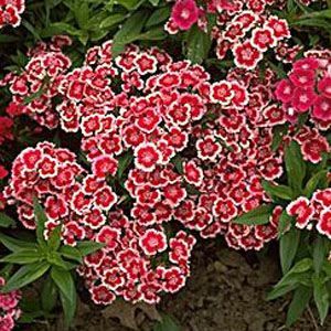 SWEET DOUBLE MIX DIANTHUS