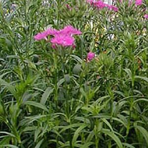 BOUQUET PURPLE DIANTHUS