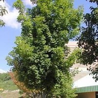 BOWHALL MAPLE