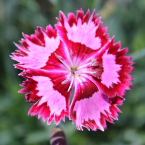 CRANBERRY ICE DIANTHUS