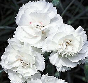 FANCY KNICKERS DIANTHUS
