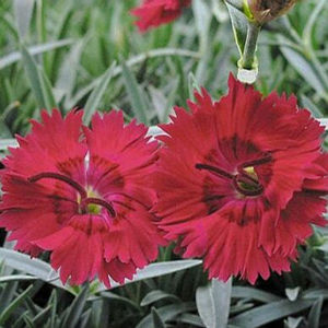 FIRE STAR DIANTHUS