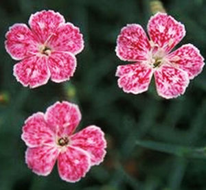 SPOTTI DIANTHUS