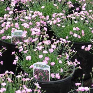 TINY RUBIES DIANTHUS
